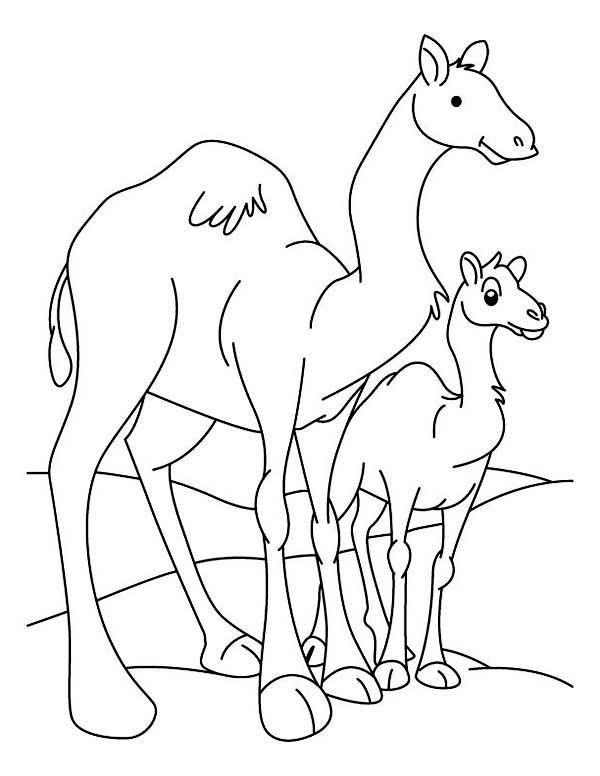 着色页: 单峰骆驼 (动物) #5940 - 免费可打印着色页