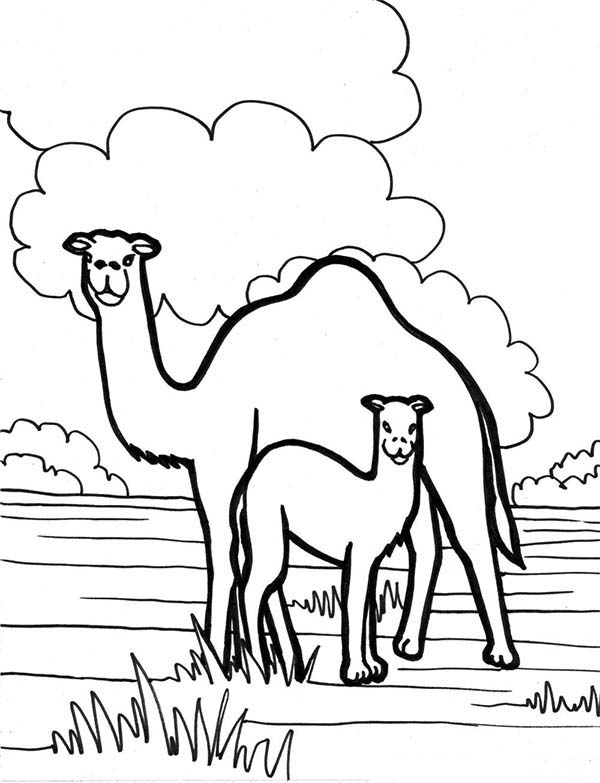 着色页: 单峰骆驼 (动物) #5968 - 免费可打印着色页