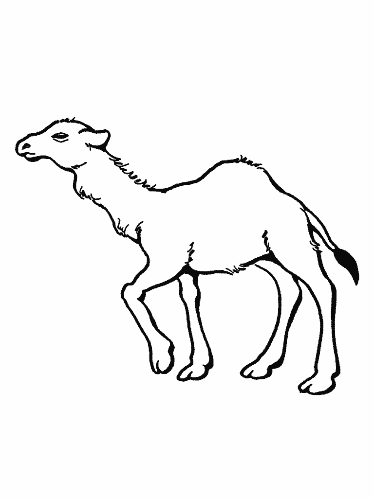 着色页: 单峰骆驼 (动物) #5969 - 免费可打印着色页
