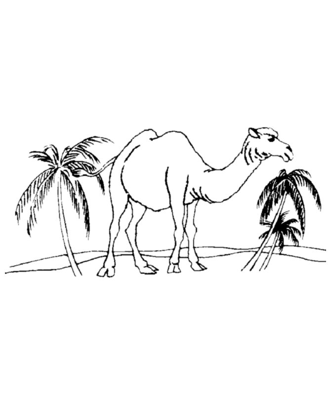 着色页: 单峰骆驼 (动物) #5975 - 免费可打印着色页