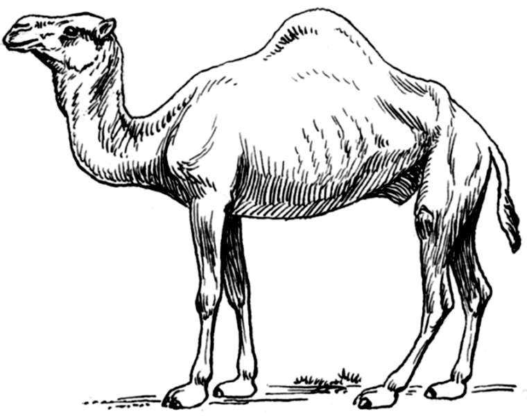 着色页: 单峰骆驼 (动物) #5999 - 免费可打印着色页