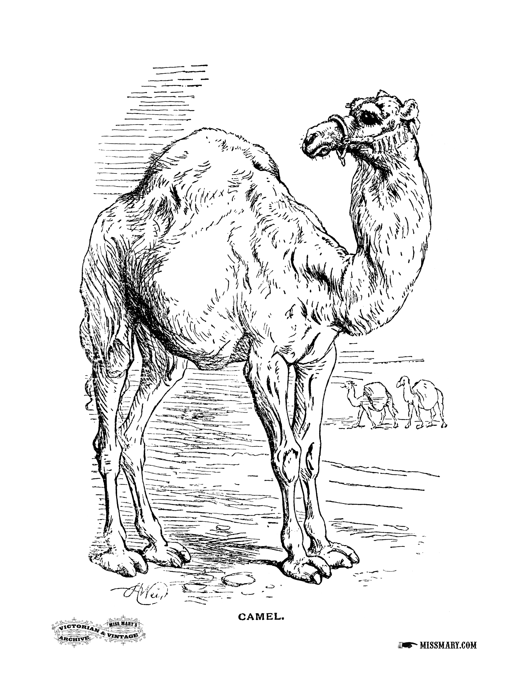 着色页: 单峰骆驼 (动物) #6006 - 免费可打印着色页