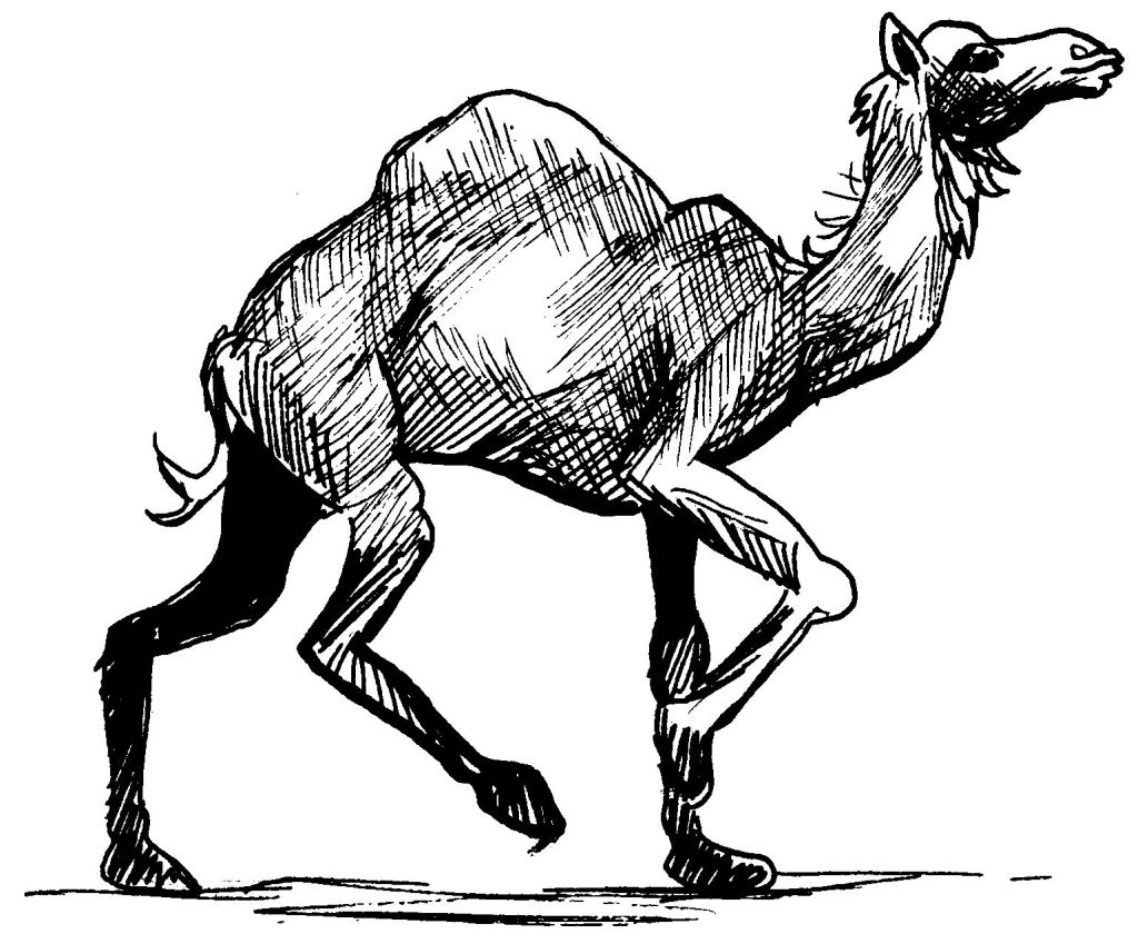 着色页: 单峰骆驼 (动物) #6008 - 免费可打印着色页