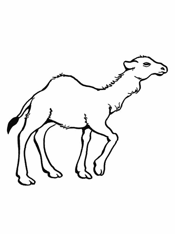 着色页: 单峰骆驼 (动物) #6019 - 免费可打印着色页