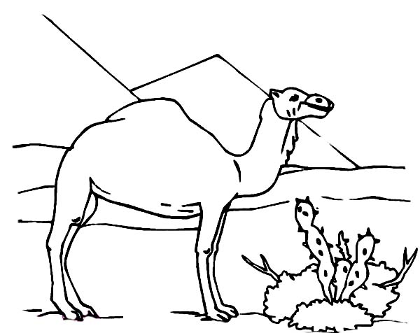 着色页: 单峰骆驼 (动物) #6022 - 免费可打印着色页