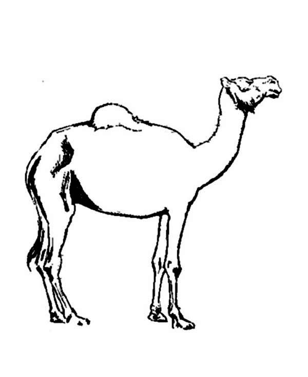 着色页: 单峰骆驼 (动物) #6055 - 免费可打印着色页