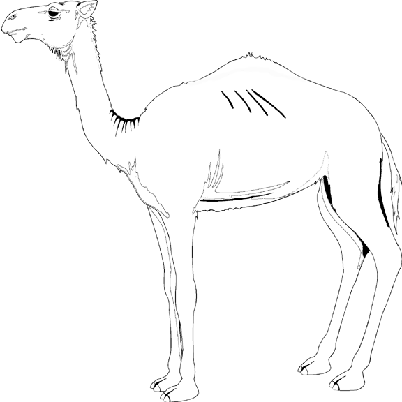 着色页: 单峰骆驼 (动物) #6057 - 免费可打印着色页