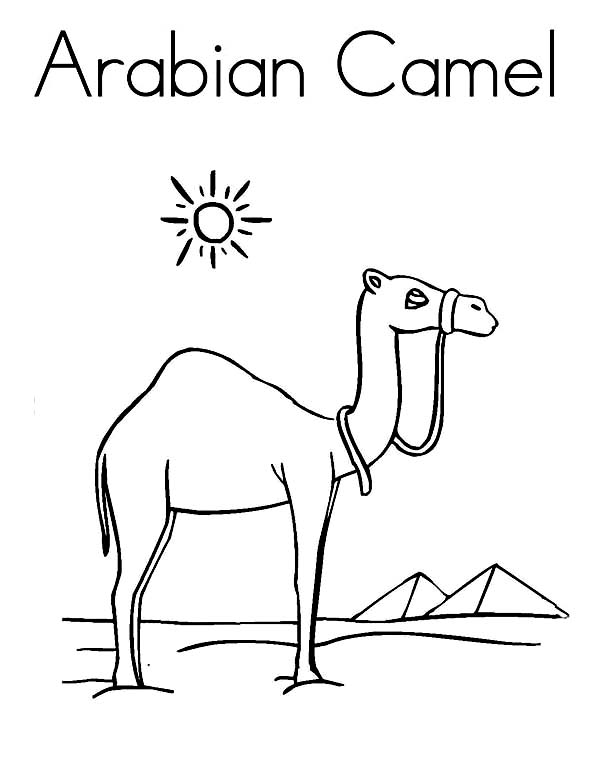 着色页: 单峰骆驼 (动物) #6062 - 免费可打印着色页