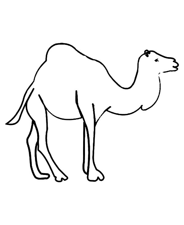 着色页: 单峰骆驼 (动物) #6079 - 免费可打印着色页