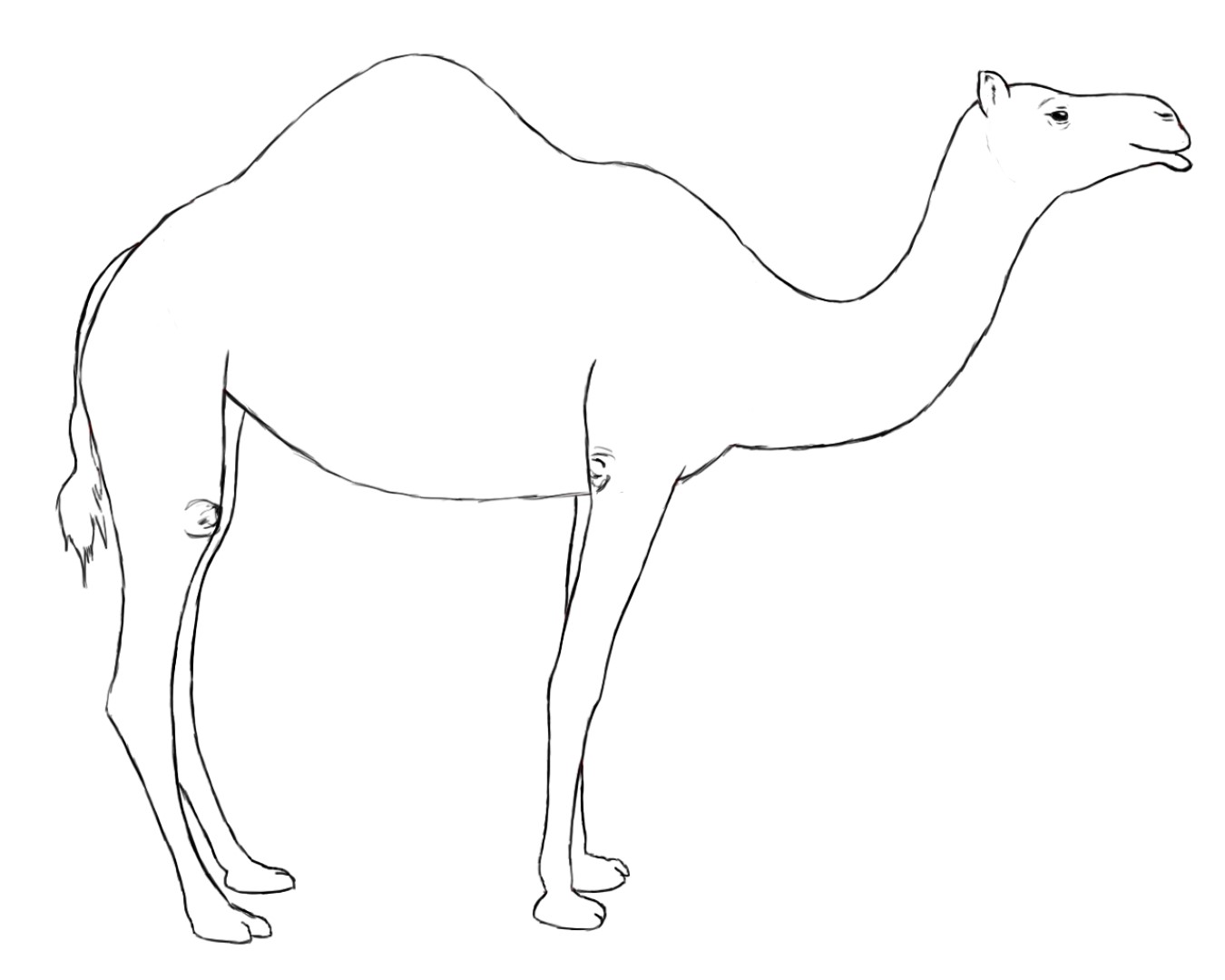 着色页: 单峰骆驼 (动物) #6084 - 免费可打印着色页