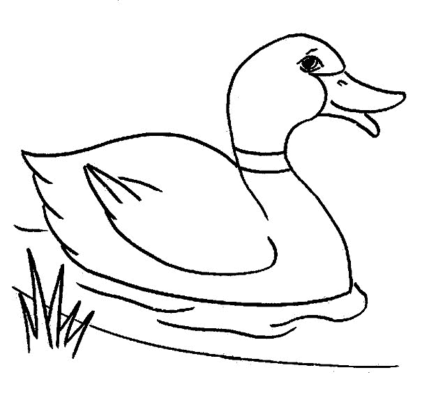 着色页: 鸭子 (动物) #1441 - 免费可打印着色页