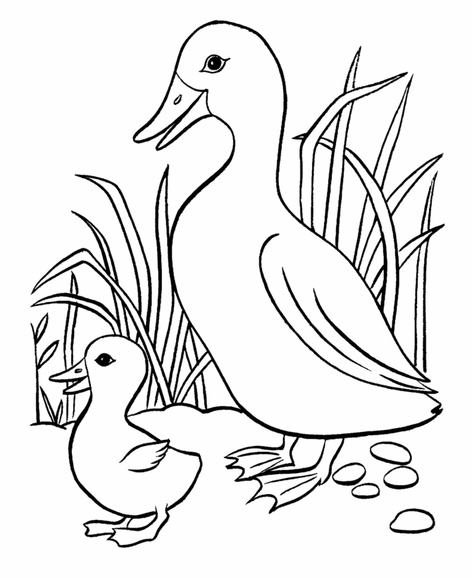着色页: 鸭子 (动物) #1471 - 免费可打印着色页