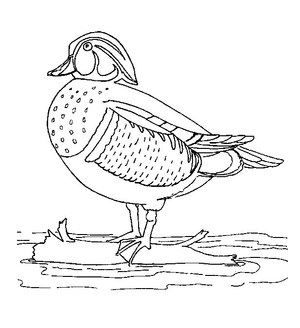 着色页: 鸭子 (动物) #1478 - 免费可打印着色页