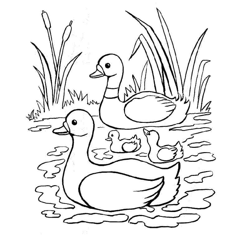 着色页: 鸭子 (动物) #1487 - 免费可打印着色页