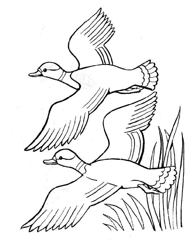 着色页: 鸭子 (动物) #1511 - 免费可打印着色页