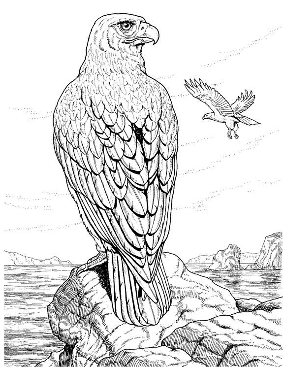 着色页: 鹰 (动物) #277 - 免费可打印着色页