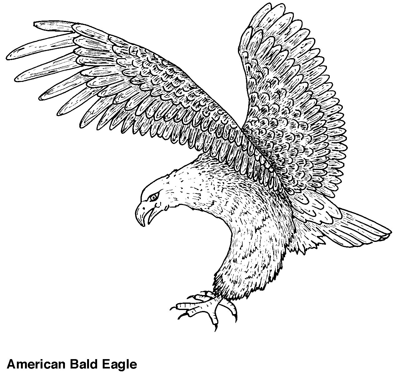 着色页: 鹰 (动物) #285 - 免费可打印着色页