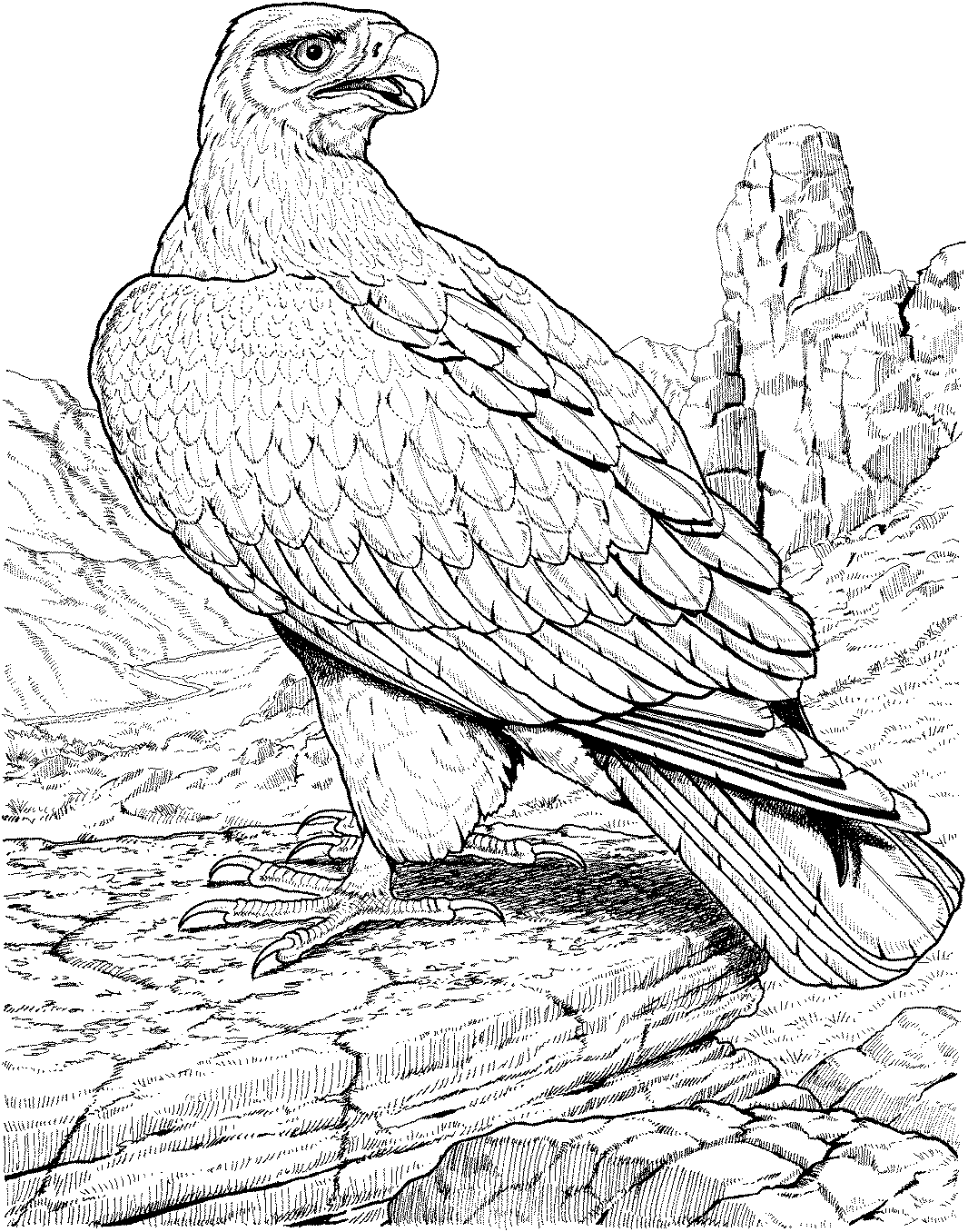着色页: 鹰 (动物) #291 - 免费可打印着色页