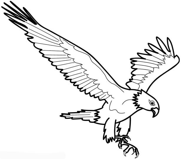 着色页: 鹰 (动物) #294 - 免费可打印着色页