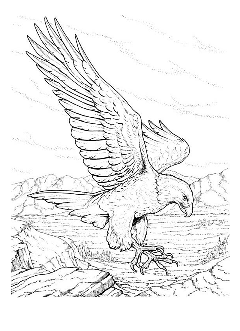 着色页: 鹰 (动物) #296 - 免费可打印着色页
