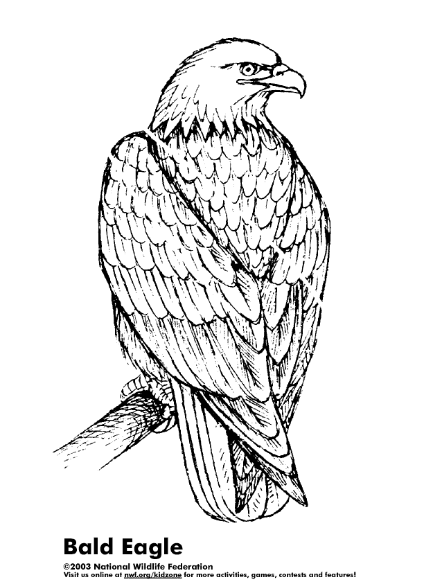 着色页: 鹰 (动物) #297 - 免费可打印着色页