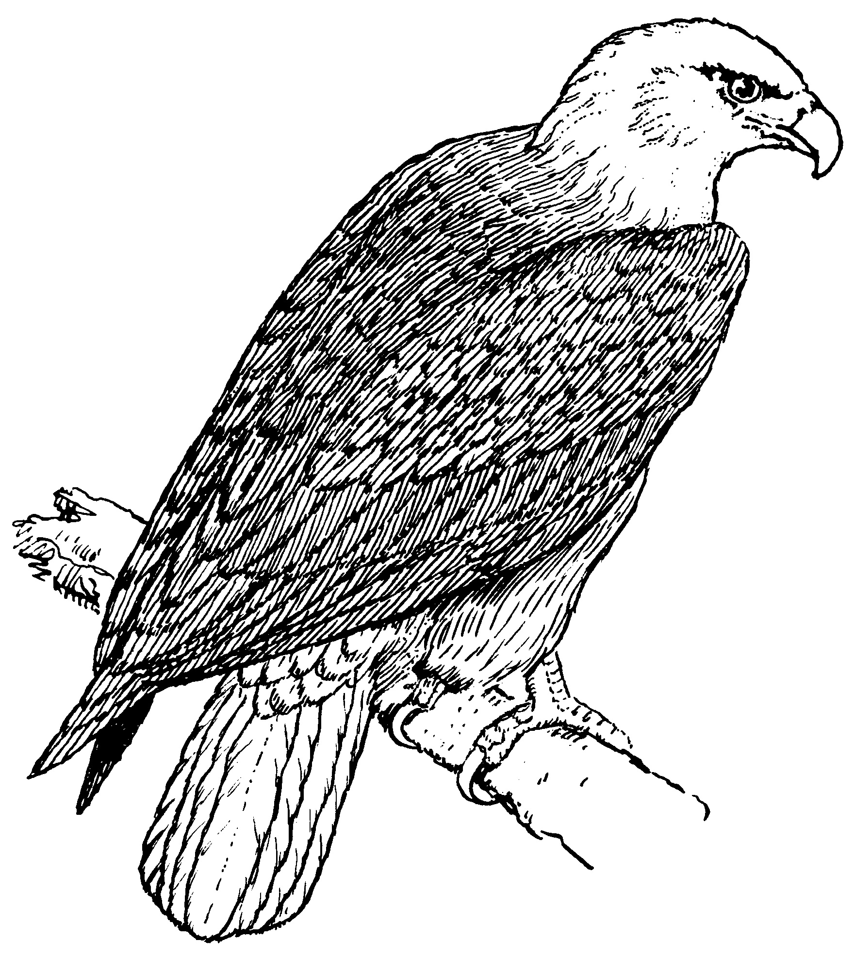 着色页: 鹰 (动物) #298 - 免费可打印着色页