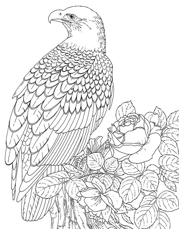 着色页: 鹰 (动物) #304 - 免费可打印着色页
