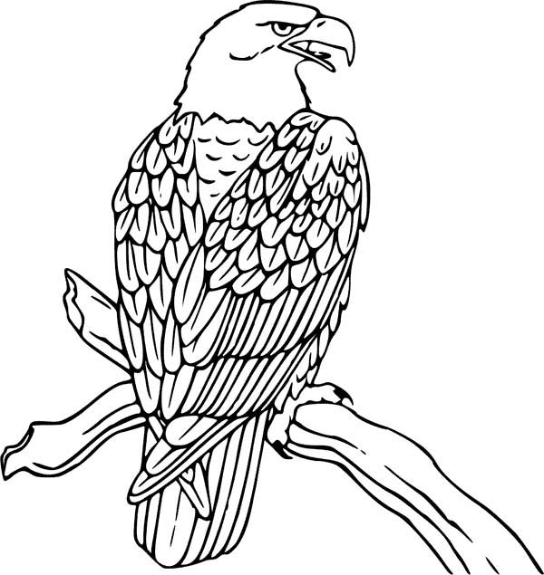 着色页: 鹰 (动物) #308 - 免费可打印着色页