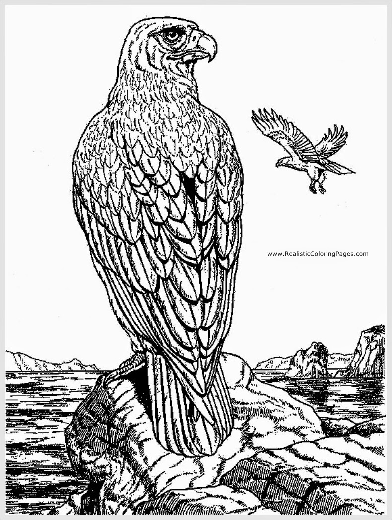着色页: 鹰 (动物) #324 - 免费可打印着色页