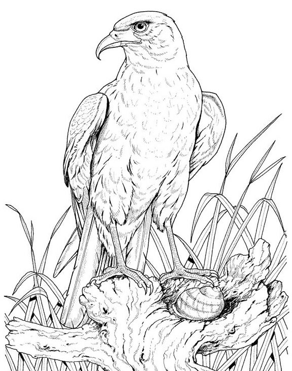 着色页: 鹰 (动物) #328 - 免费可打印着色页