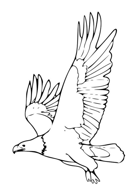 着色页: 鹰 (动物) #329 - 免费可打印着色页