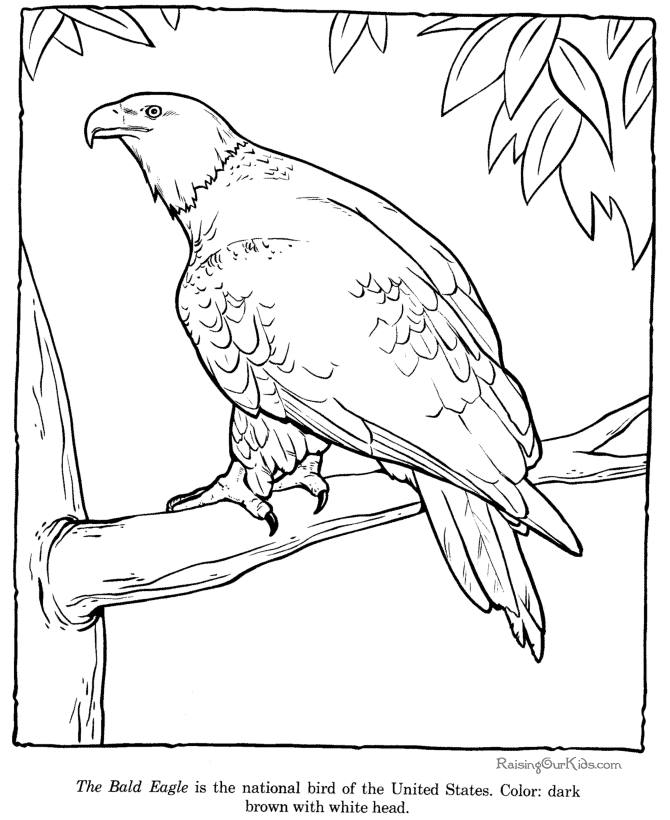着色页: 鹰 (动物) #362 - 免费可打印着色页