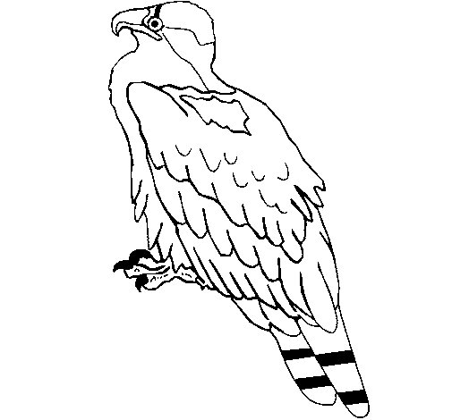 着色页: 鹰 (动物) #373 - 免费可打印着色页