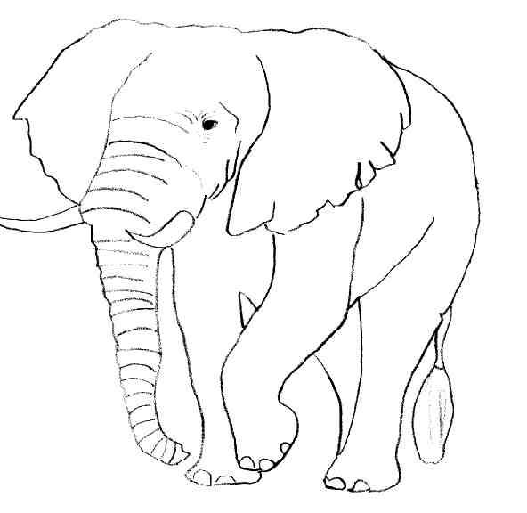着色页: 大象 (动物) #6316 - 免费可打印着色页