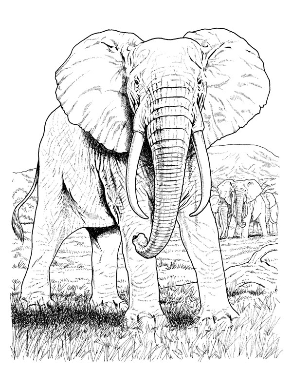 着色页: 大象 (动物) #6395 - 免费可打印着色页