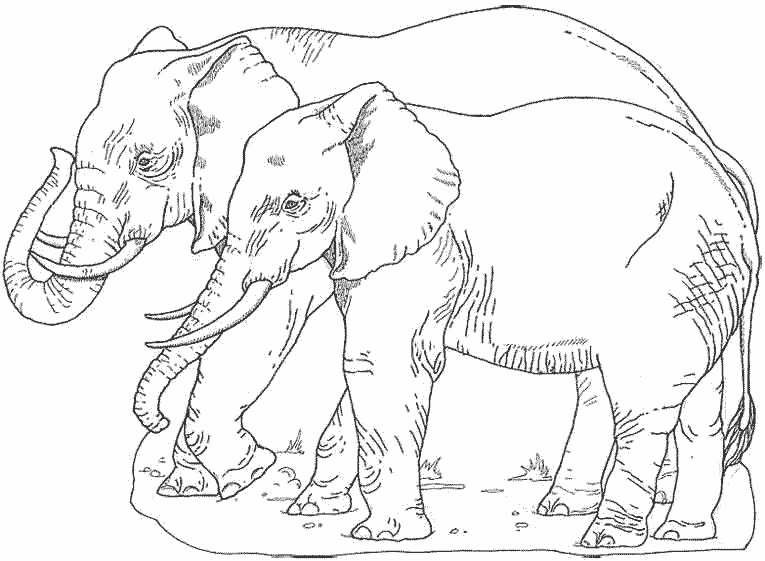 着色页: 大象 (动物) #6486 - 免费可打印着色页