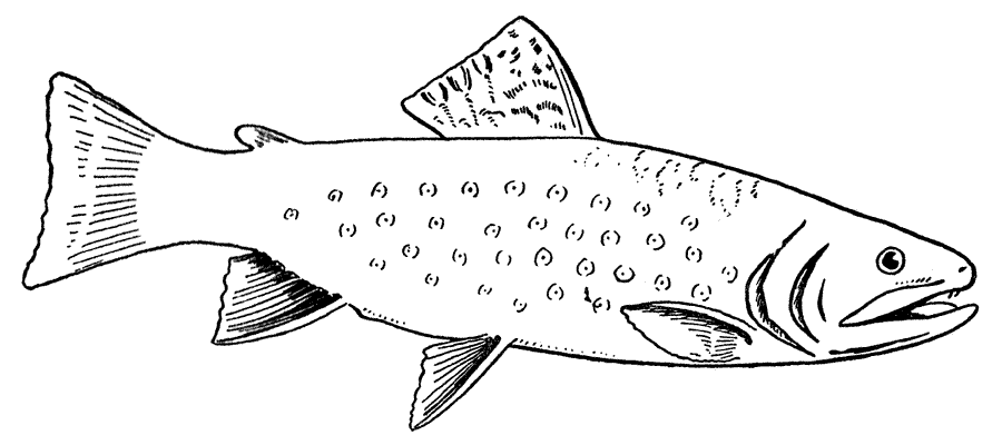着色页: 鱼 (动物) #17136 - 免费可打印着色页