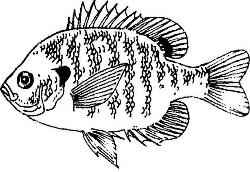 着色页: 鱼 (动物) #17148 - 免费可打印着色页