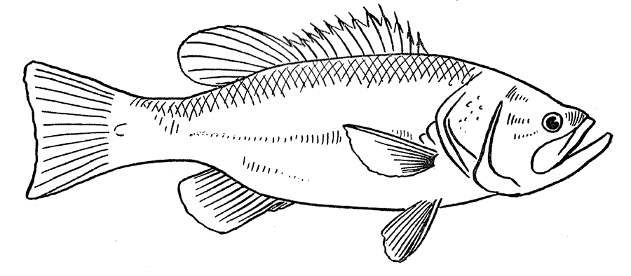 着色页: 鱼 (动物) #17170 - 免费可打印着色页