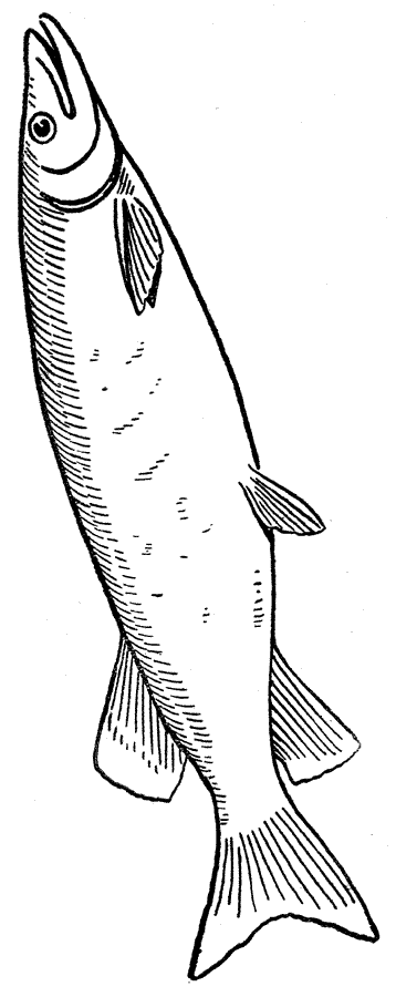 着色页: 鱼 (动物) #17194 - 免费可打印着色页