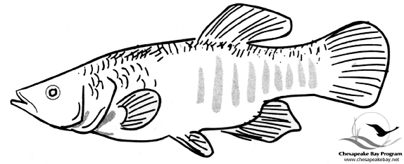着色页: 鱼 (动物) #17220 - 免费可打印着色页