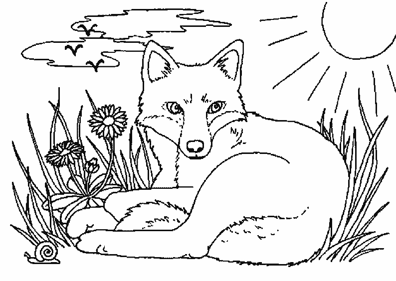 着色页: 狐狸 (动物) #15009 - 免费可打印着色页
