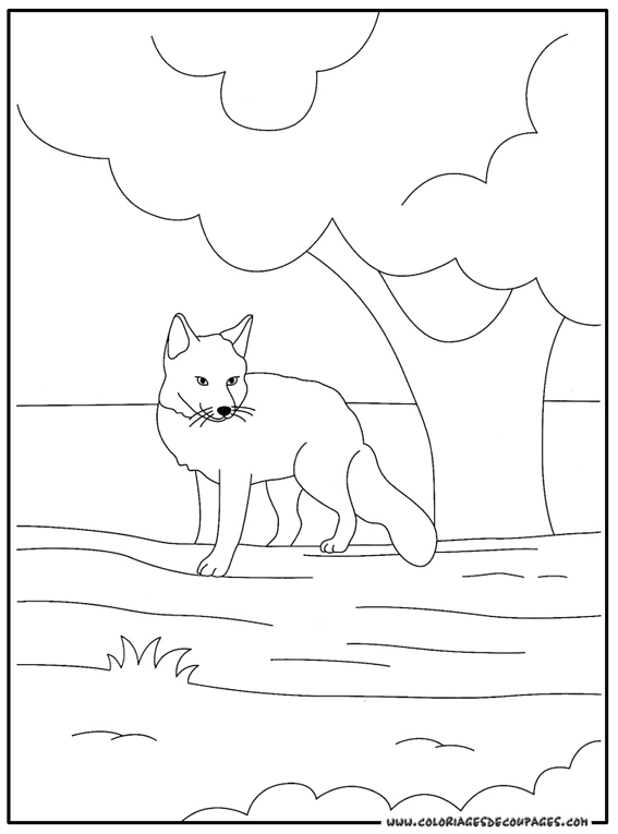 着色页: 狐狸 (动物) #15021 - 免费可打印着色页