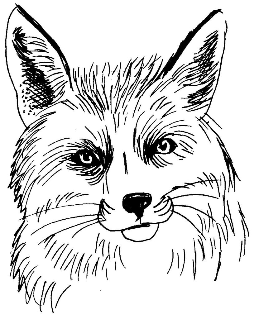 着色页: 狐狸 (动物) #15044 - 免费可打印着色页