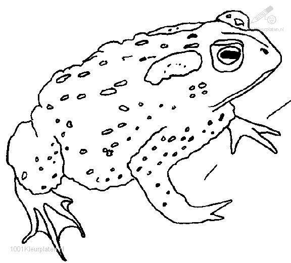 着色页: 青蛙 (动物) #7597 - 免费可打印着色页
