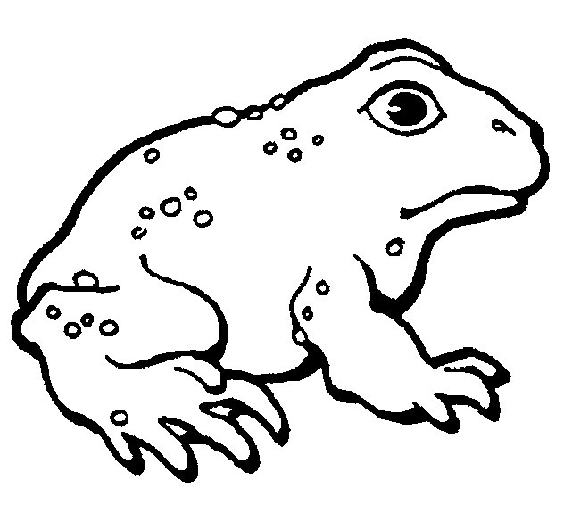 着色页: 青蛙 (动物) #7688 - 免费可打印着色页
