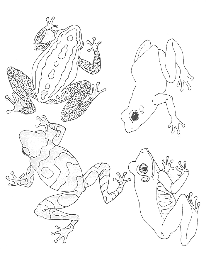 着色页: 青蛙 (动物) #7694 - 免费可打印着色页