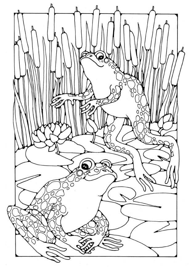 着色页: 青蛙 (动物) #7716 - 免费可打印着色页