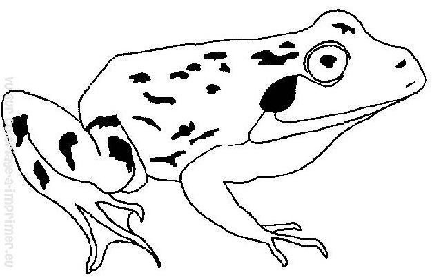 着色页: 青蛙 (动物) #7733 - 免费可打印着色页