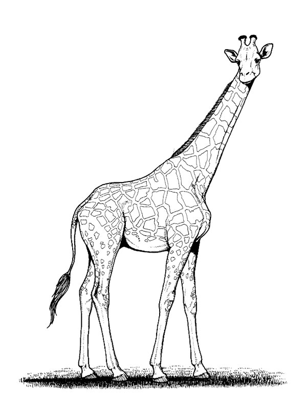 着色页: 长颈鹿 (动物) #7229 - 免费可打印着色页